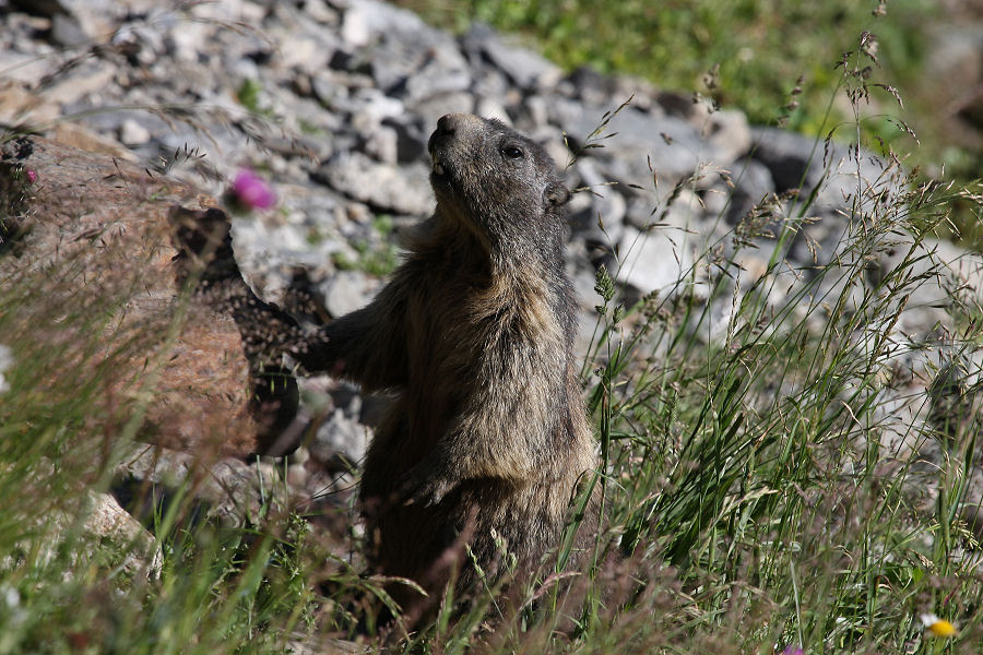 Marmotta - Passo della Furka (Svizzera)